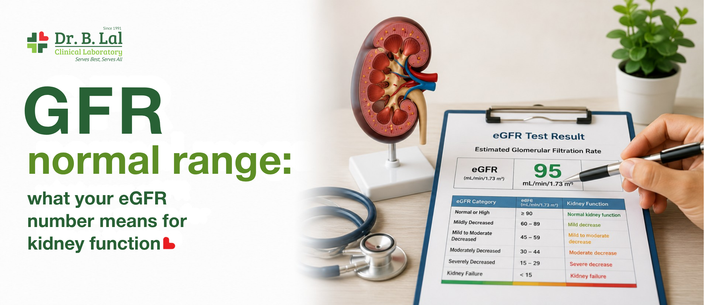 GFR normal range: what your eGFR number means for kidney function