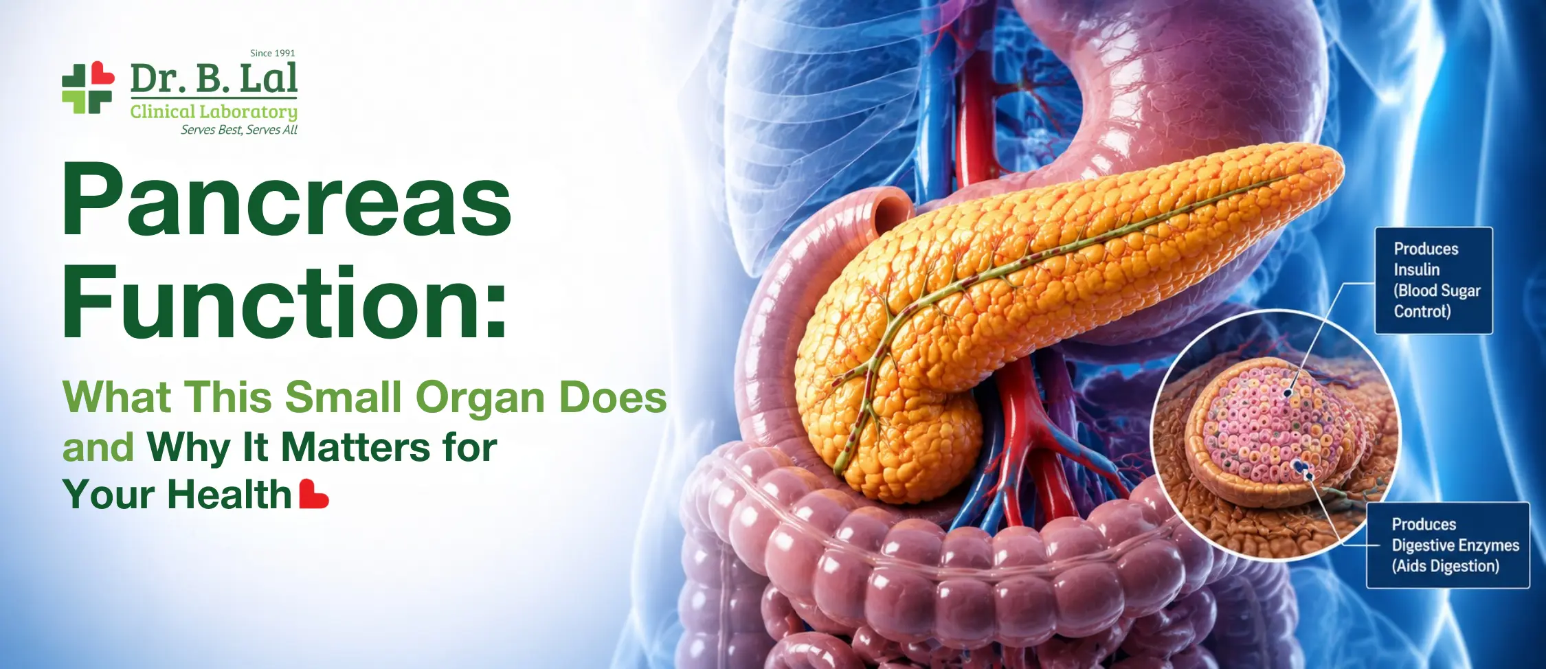 Pancreas Function: What This Small Organ Does and Why It Matters for Your Health
